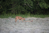 Roebuck (Capreolus capreolus) female chasing another, Lorraine, France