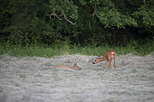 Roebuck (Capreolus capreolus) female lying in tender position, Lorraine, France