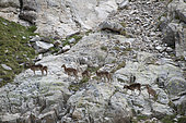 Mediterranean mouflon (Ovis gmelini), Mercantour NP, Alps, France