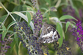 Great-banded Grayling (Brintesia circe) mating, Drome, France