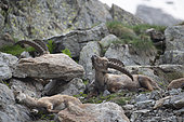 Alpine Ibex (Capra ibex) male scratching with horns, Mercantour National Park, Alps, France