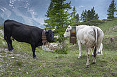 Herens and Piedmontese cow, Mercantour National Park, France