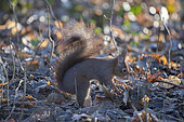 Ecureuil roux (Sciurus vulgaris) cachant une noisette sous les feuilles, Lorraine, France