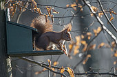 Red squirrel (Sciurus vulgaris) on a feeder, Lorraine, France