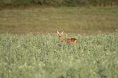 Roebuck (Capreolus capreolus), buck in a pea field, Lorraine, France