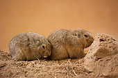 Yellow steppe lemming (Eolagurus luteus) A pair of Yellow steppe lemming tired of activity and decided to relax, cuddling up to each other Original country: semi-deserts of Kazakhstan