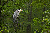 Grey heron Ardea cinerea The gray Heron sits in the thick of the leaves of black alder and waits for the end of the downpour. Drops are collected in a large drop on the tip of the gray Heron key, Moscow region, Lipetsk region, Russia