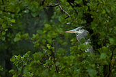 Grey heron Ardea cinerea The gray Heron sits in the thick of the leaves of black alder and waits for the end of the downpour, Moscow region, Lipetsk region, Russia