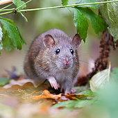Grey rat Rattus norvegicus The gray rat froze, and his nose sniffing the air, assesses the level of risk going forward Place: Russia, Moscow region, Moscow, The main Botanical garden. N. V. Tsitsin RAS