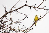 European greenfinch (Carduelis chloris) sitting on a branch, Moscow region, Lipetsk region, Russia