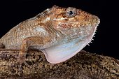 Gran Piedro giant anole (Anolis sp.)