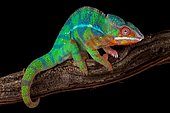 Panther chameleon (Furcifer pardalis) Ambilobe