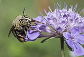 Bee (Amegilla garrula)on Knautia (Knautia sp), Mont Ventoux Biosphere reserve, France