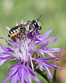 Leafcutter bee (Megachile albisecta) female on Knapweed (Centaurea sp) flower, Mont Ventoux Biosphere reserve, France
