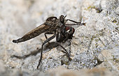 Robberfly (Machimus rusticus), Mont Ventoux Biosphere reserve, France