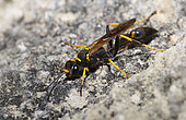 Black and yellow mud dauber (Sceliphron caementarium), Mont Ventoux Biosphere reserve, France