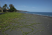Beach Morning Glory (Ipomoea pes-caprae) on black sand, Saint-Paul beach, Reunion Island