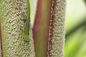 Gold Dust Day Gecko (Phelsuma laticauda), Reunion Island
