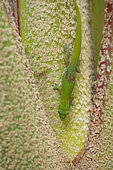 Gold Dust Day Gecko (Phelsuma laticauda), Reunion Island