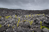 Colonization of lavas by lichens and ferns, Lava Flow, Le grand brulé, Reunion Island