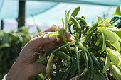 Pollinisation manuelle de la Vanille (Vanilla planifolia), Ile de la Réunion