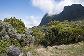 Plaine des tamarins, Mafate, Reunion Island