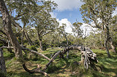 Highland Tamarin (Acacia heterophylla), Plaine des tamarins, Mafate, Reunion Island