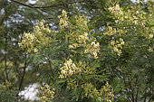 Black Wattle (Acacia mearnsii) flowers,Reunion Island