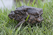 Guttural Toad (Bufo gutturalis) mating, Reunion Island