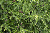 Japanese cedar (Cryptomeria japonica), Forest of Bélouve, Reunion Island