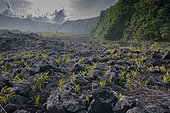 Lava Flow, Le grand brulé, Reunion Island