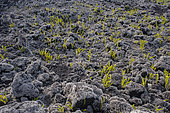 Fern (Nephrolepis abrupta) and Lava lichen (Stereocaulon vulcani) on lava, Reunion Island