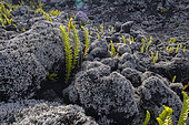 Fern (Nephrolepis abrupta) and Lava lichen (Stereocaulon vulcani) on lava, Reunion Island
