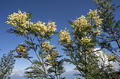 Black Wattle (Acacia mearnsii) flowers,Reunion Island