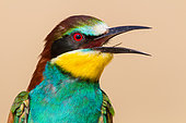 European Bee-eater (Merops apiaster) calling from a branch, Pleven, Bulgaria