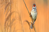 Great Reed Warbler (Acrocephalus arundinaceus) male singing in reedbed, Vienna, Austria