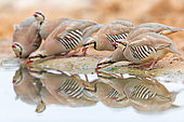 Chukar Partridge (Alectoris chukar) group drinking at waterhole, HaDarom, Israel
