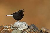 Black Wheatear (Oenanthe leucura riggenbachi) male singing, Morocco