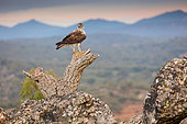 Bonelli's Eagle (Aquila fasciata) perched on a stump, Extremadura, Spain