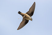 Eurasian Crag Martin (Ptyonoprogne rupestris) flying, Lesvos, Greece