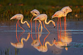 Greater Flamingo (Phoenicopterus roseus) group foraging in shallow water, Lesvos, Greece