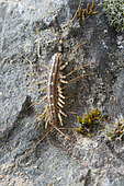 House centipede (Scutigera coleoptrata) on rock, Lorraine, France