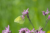 Brimstone (Gonepteryx rhamni) male on flower, Dombes, France