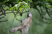 Roe deer (Capreolus capreolus) female eating quince leaves in the rain, Lorraine, France