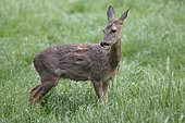 Roe deer (Capreolus capreolus) female moulting in a meadow after a shower, Lorraine, France