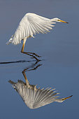Little Egret (Egretta garzetta) posing, Baie de Somme, France