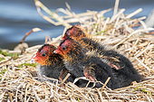 Common Coot (Fulica atra) young at nest, Baie de Somme, France
