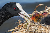 Common Coot (Fulica atra) feeding young at nest, Baie de Somme, France