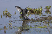 Common Coot (Fulica atra), mating in water, The bass, Le Crotoy, Somme Bay, France