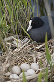Common Coot (Fulica atra) at nest, Baie de Somme, France